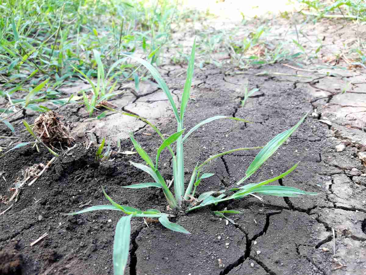 Vítězství nad nechtěnými hostmi: Tajemství zbavení se odolného plevele